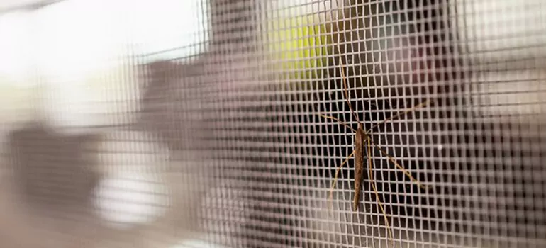 Repair Mosquito Mesh For Windows in Pembroke Pines, FL